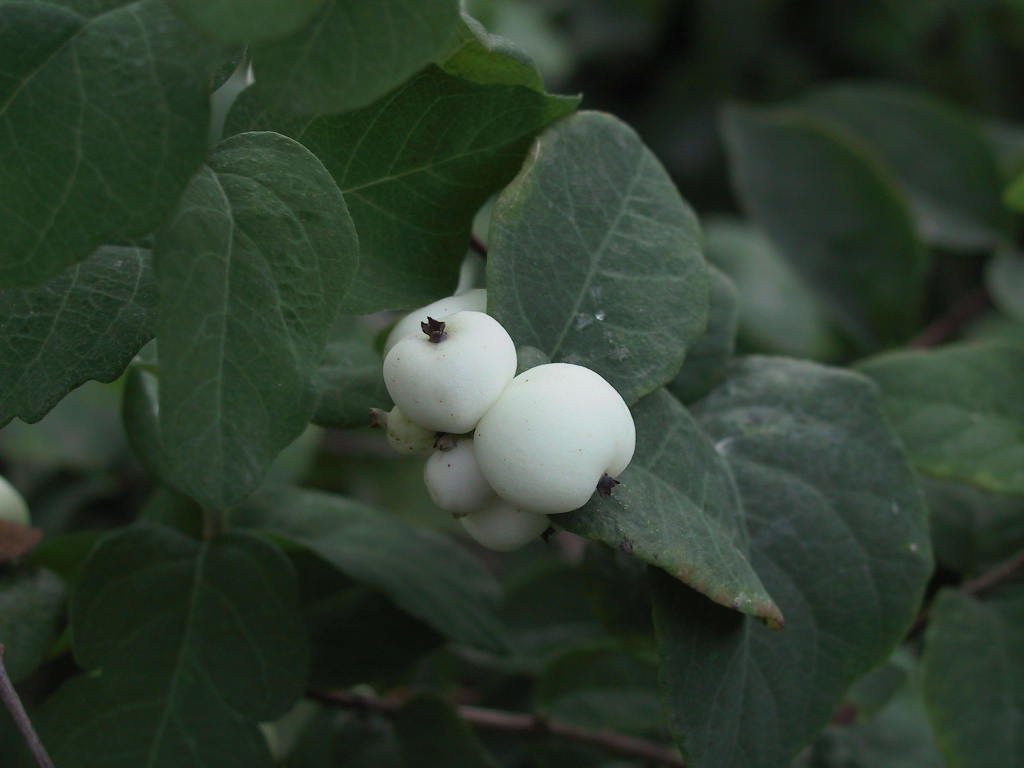 Symphoricarpos albus var. laevigatus - Beeren.jpg